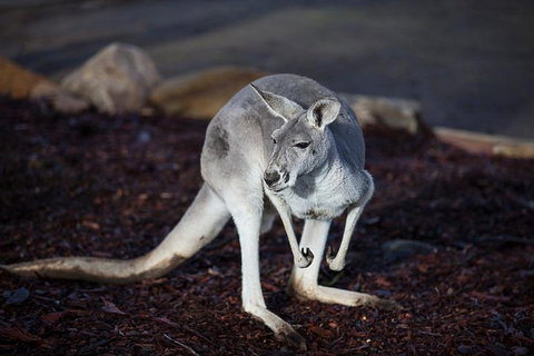 Private Tour: Blue Mountains Day Trip From Sydney - Schoolies Week Accommodation 3
