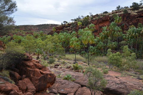 Palm Valley And Hermannsburg 1 Day 4WD Tour - Schoolies Week Accommodation 4