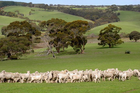 Kangaroo Island Luxury Small Group 'Island Life' Full Day Tour - Schoolies Week Accommodation 1
