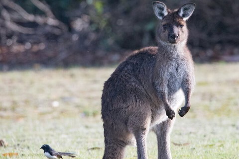 Kangaroo Island Luxury Small Group 'Island Life' Full Day Tour - Schoolies Week Accommodation 2
