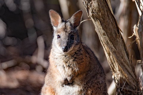 Kangaroo Island Luxury Small Group 'Island Life' Full Day Tour - Schoolies Week Accommodation 3