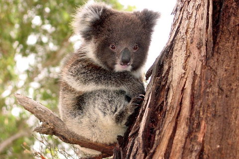 Kangaroo Island Luxury Small Group 'Island Life' Full Day Tour - Schoolies Week Accommodation 4