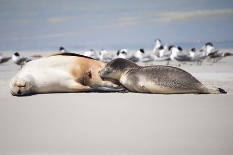 Kangaroo Island Luxury Small Group 'Island Life' Full Day Tour - Schoolies Week Accommodation 5