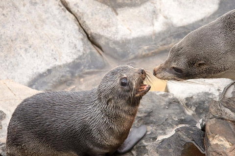 Kangaroo Island Luxury Small Group 'Flinders Chase Focus' Full Day Tour - Schoolies Week Accommodation 2