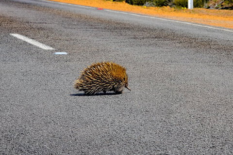 Kangaroo Island Luxury Small Group 'Flinders Chase Focus' Full Day Tour - Schoolies Week Accommodation 3