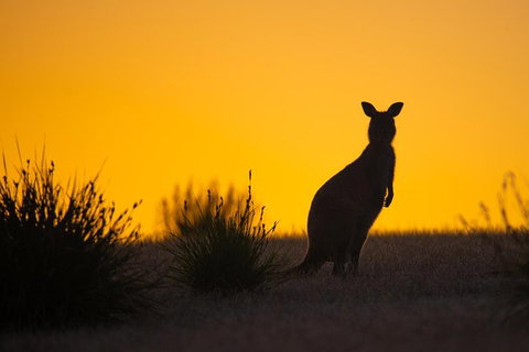 Kangaroo Island Luxury Small Group 'Flinders Chase Focus' Full Day Tour - Schoolies Week Accommodation 5