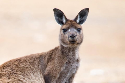 Kangaroo Island Luxury Small Group 'East End Explorer' Full Day Tour - Schoolies Week Accommodation 1
