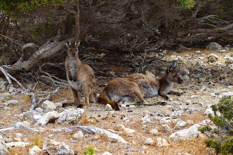 Kangaroo Island Luxury Small Group 'East End Explorer' Full Day Tour - Schoolies Week Accommodation 4