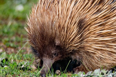 Kangaroo Island Luxury Small Group 'East End Explorer' Full Day Tour - Schoolies Week Accommodation 5