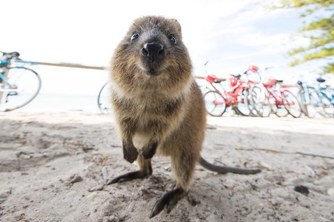 Rottnest Island Round-Trip Ferry From Perth Or Fremantle - Schoolies Week Accommodation 3