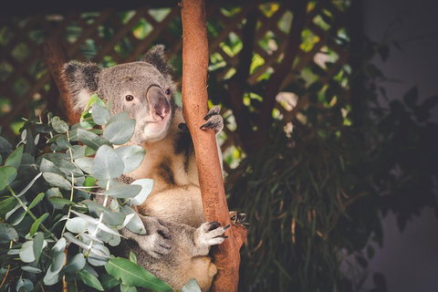 Small-Group Blue Mountains Day Trip From Sydney With Wildlife Park - Schoolies Week Accommodation 2