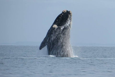 Kangaroo Island 75-Minute Ocean Safari - Schoolies Week Accommodation 2