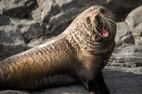 Kangaroo Island 75-Minute Ocean Safari - Schoolies Week Accommodation 5