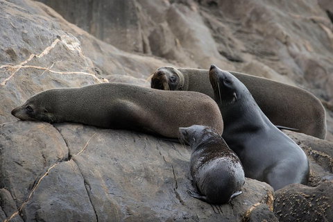 Kangaroo Island Ocean Safari - Snorkeling Safari - Schoolies Week Accommodation 0