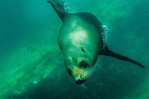 Kangaroo Island Ocean Safari - Snorkeling Safari - Schoolies Week Accommodation 1