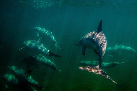 Kangaroo Island Ocean Safari - Snorkeling Safari - Schoolies Week Accommodation 2