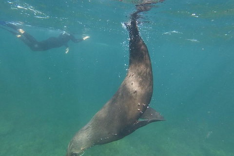 Kangaroo Island Ocean Safari - Snorkeling Safari - Schoolies Week Accommodation 3