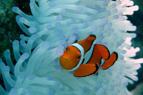 Seastar Luxury Outer Great Barrier Reef Island And Reef Tour From Cairns - Schoolies Week Accommodation 0