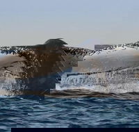 Sydney Whale-Watching Cruise Including Lunch or Breakfast - Schoolies Week Accommodation