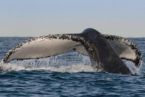 Sydney Whale-Watching Cruise Including Lunch Or Breakfast - Schoolies Week Accommodation 0