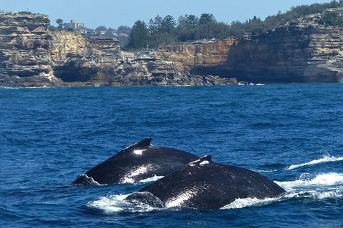 Sydney Whale-Watching Cruise Including Lunch Or Breakfast - Schoolies Week Accommodation 2