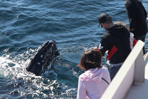 Sydney Whale-Watching Cruise Including Lunch Or Breakfast - Schoolies Week Accommodation 5