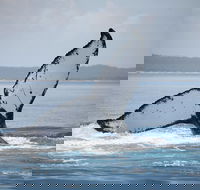 Hervey Bay Whale Watching Cruise - Schoolies Week Accommodation