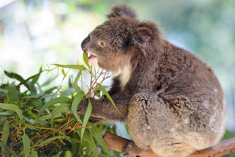 Blue Mountains Private Tour With Kangaroos & Koala Encounter - Schoolies Week Accommodation 0