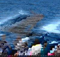 Tangalooma Island Resort Whale Watching Day Cruise - Schoolies Week Accommodation