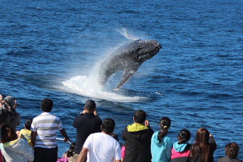 Tangalooma Island Resort Whale Watching Day Cruise With Dolphin Viewing - Schoolies Week Accommodation 1