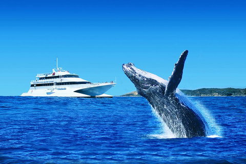 Tangalooma Island Resort Whale Watching Day Cruise With Dolphin Viewing - Schoolies Week Accommodation 2