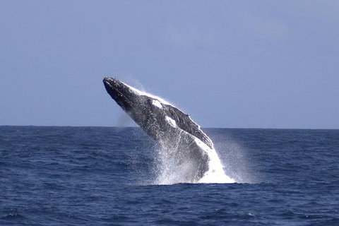 Tangalooma Island Resort Whale Watching Day Cruise With Dolphin Viewing - Schoolies Week Accommodation 4