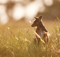 Sunset Blue Mountains Wilderness  Wildlife Tour without the crowds - Schoolies Week Accommodation