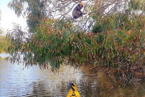 Kangaroo Island Self-Guided Kayaking On The Harriet River - Schoolies Week Accommodation 4