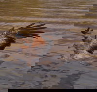 Litchfield and Jumping Crocodiles Full Day Trip from Darwin - Schoolies Week Accommodation
