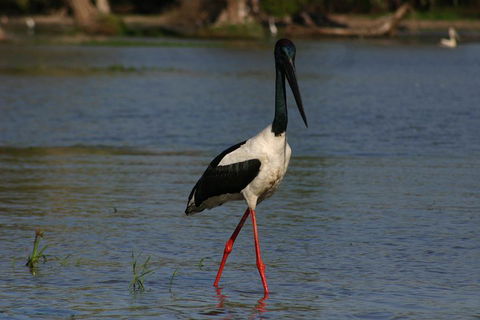 Litchfield And Jumping Crocodiles Full Day Trip From Darwin - Schoolies Week Accommodation 1