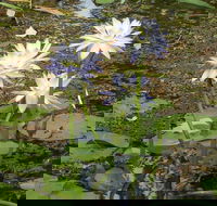 Yellow Water Cruise - Kakadu - Schoolies Week Accommodation