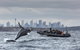 Sydney Whale-Watching By Speed Boat - thumb 0