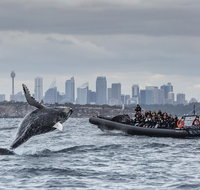 Sydney Whale-Watching by Speed Boat - Schoolies Week Accommodation