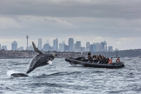 Sydney Whale-Watching By Speed Boat - Schoolies Week Accommodation 0