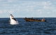Sydney Whale-Watching By Speed Boat - thumb 1