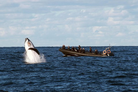 Sydney Whale-Watching By Speed Boat - Schoolies Week Accommodation 1