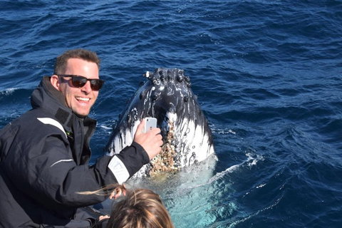 Sydney Whale-Watching By Speed Boat - Schoolies Week Accommodation 2