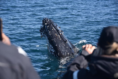 Sydney Whale-Watching By Speed Boat - Schoolies Week Accommodation 3