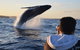Sydney Whale-Watching By Speed Boat - thumb 4