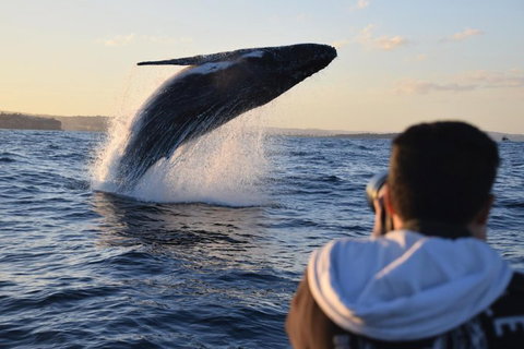 Sydney Whale-Watching By Speed Boat - Schoolies Week Accommodation 4