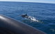 Sydney Whale-Watching By Speed Boat - thumb 5