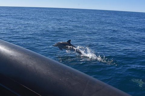 Sydney Whale-Watching By Speed Boat - Schoolies Week Accommodation 5