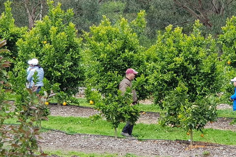 Dandenong Ranges And Rayners Orchard Tour From Melbourne - Schoolies Week Accommodation 2