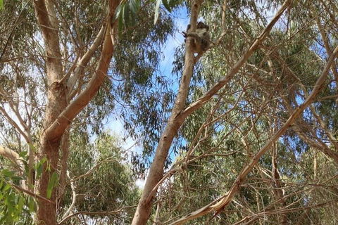 Kangaroo Island 4WD Tour - Best Of KI In 2 Days - Schoolies Week Accommodation 0